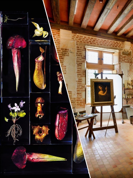 Botanical specimens and Leonardo da Vinci's workshop at Clos Lucé, Amboise Castle tour.