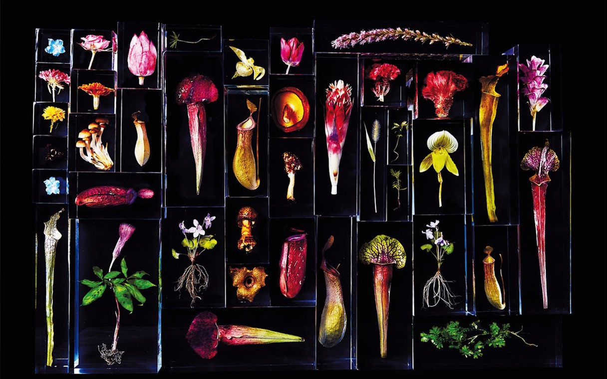 Various preserved flowers and plants displayed in glass cases, related to Chambord & Chaumont sur Loire Castles.