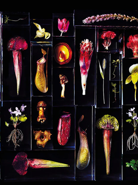 Various preserved flowers and plants displayed in glass cases, related to Chambord & Chaumont sur Loire Castles.
