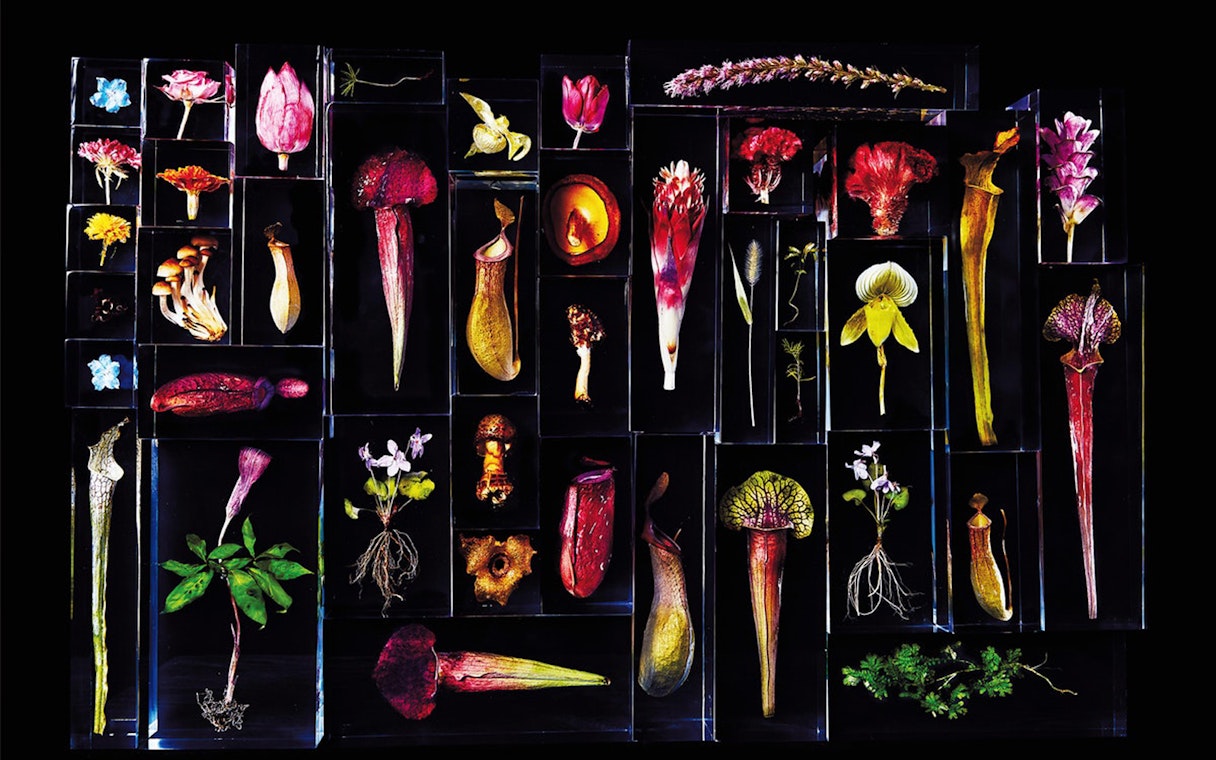 Colorful botanical specimens displayed in glass cases, related to Chambord, Chenonceau & Chaumont Sur Loire.