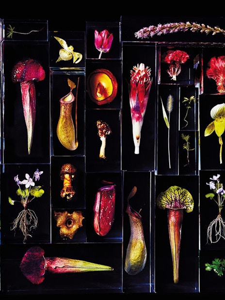 Colorful botanical specimens displayed in glass cases, related to Chambord, Chenonceau & Chaumont Sur Loire.