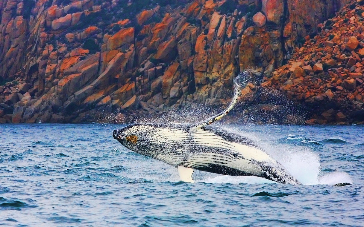Whale breaching near rocky cliffs on Wineglass Bay cruise.