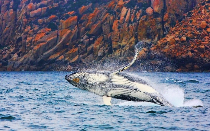 Whale breaching near rocky cliffs on Wineglass Bay cruise.