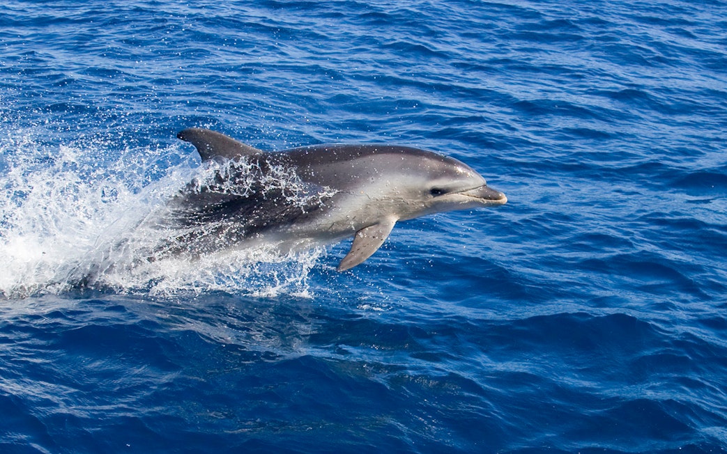 Dolphin leaping from the water during Wineglass Bay Cruises.