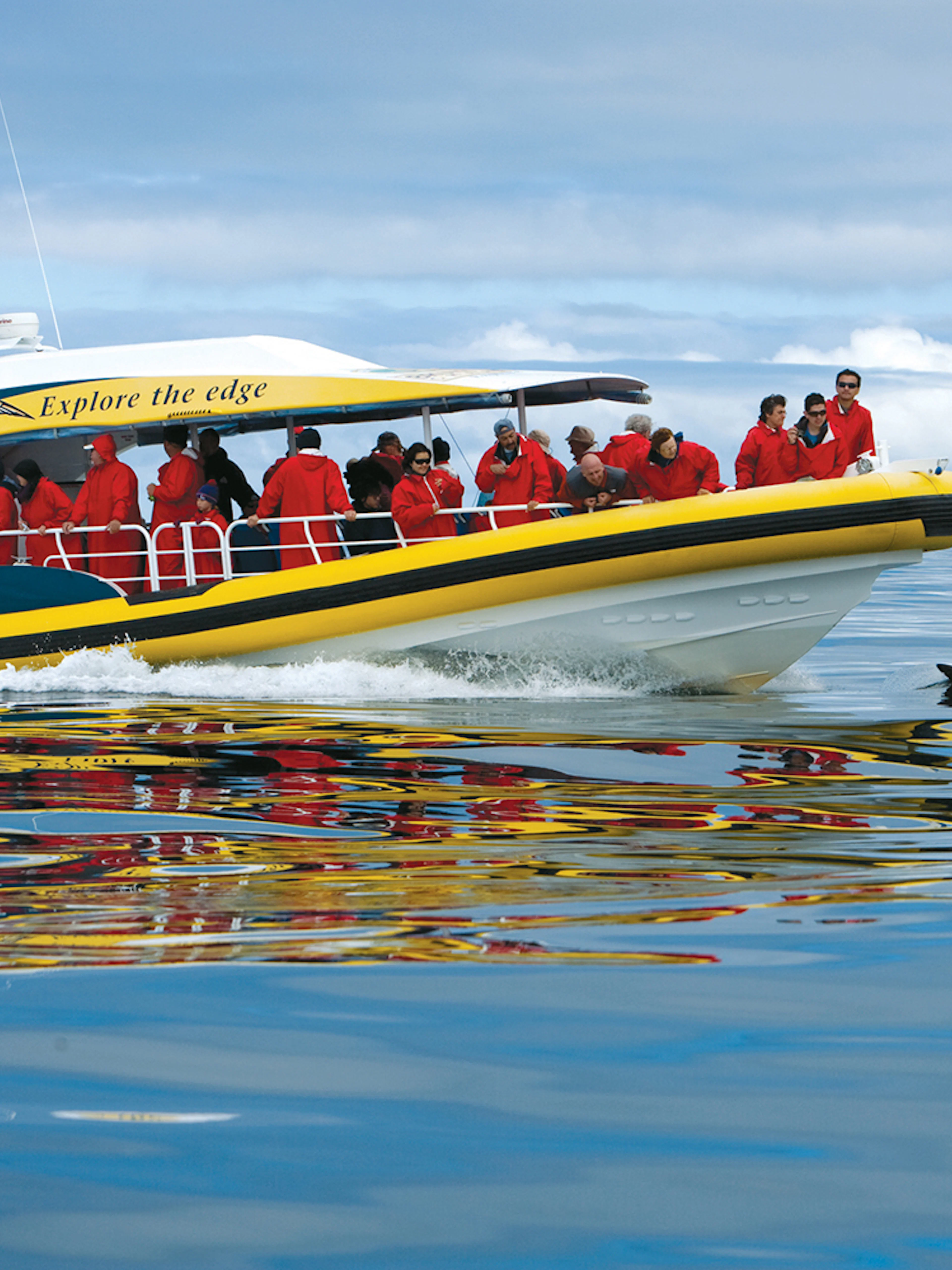 Tourists on a boat watching dolphins during the Tasman Island 3-Hour Wilderness Cruise.