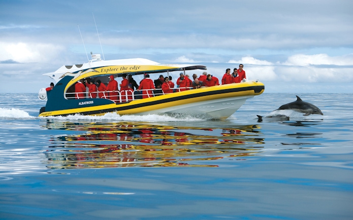Tourists on a boat watching dolphins during the Tasman Island 3-Hour Wilderness Cruise.