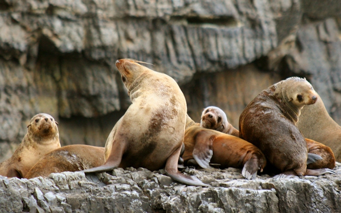 Seals resting on rocky shore during Tasman Island Cruise.
