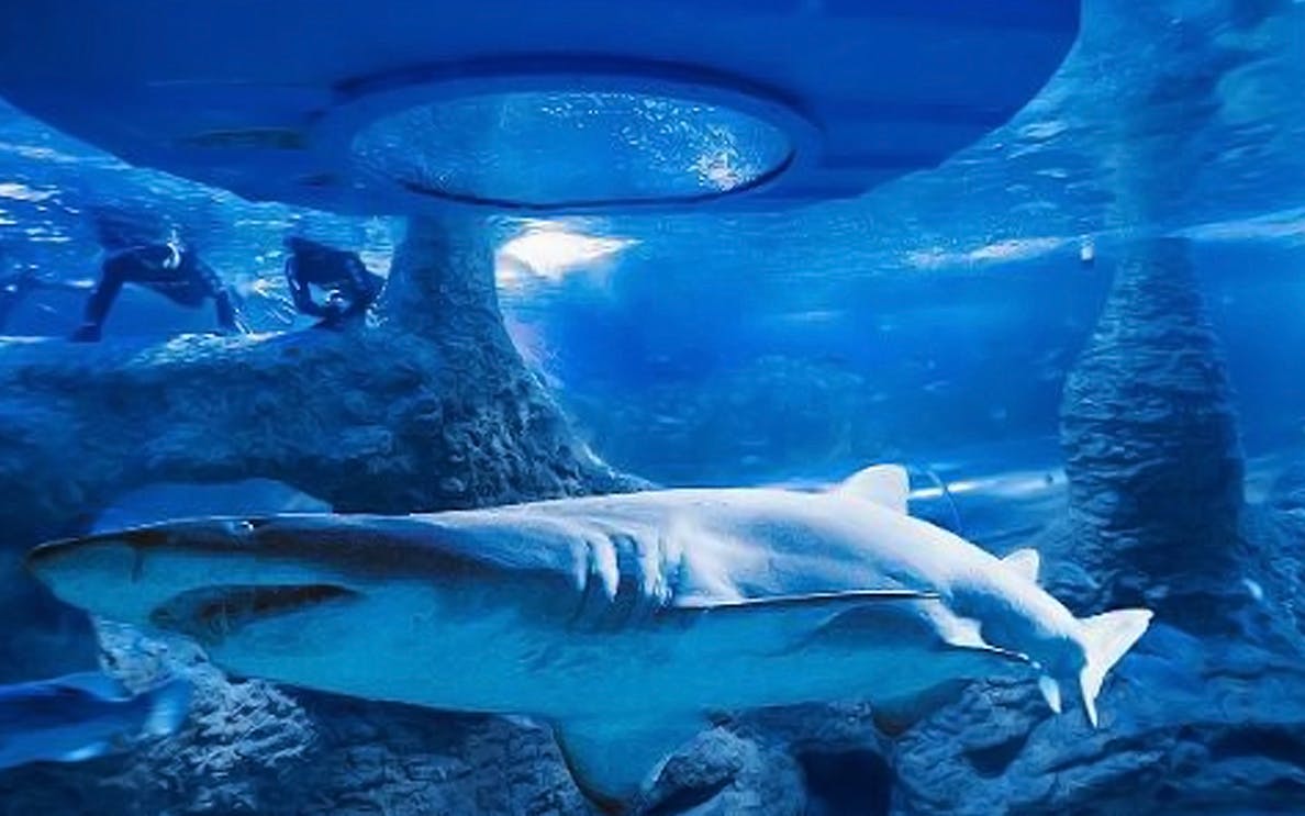 Glass bottom boat view of shark swimming at AQWA aquarium.