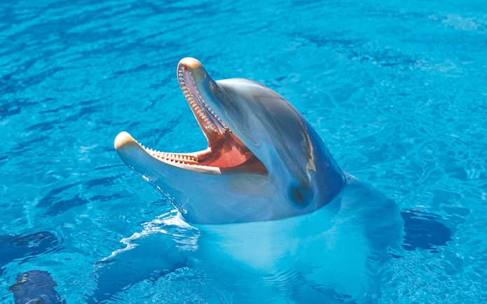 Dolphin with open mouth in Mundomar Marine Animal Park pool.
