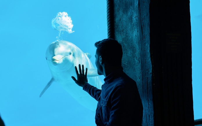Person interacting with a dolphin through glass at Mundomar Marine Animal Park.