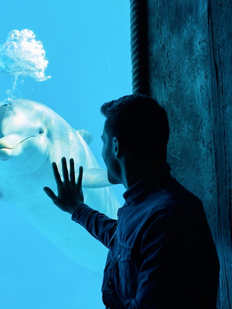 Person interacting with a dolphin through glass at Mundomar Marine Animal Park.