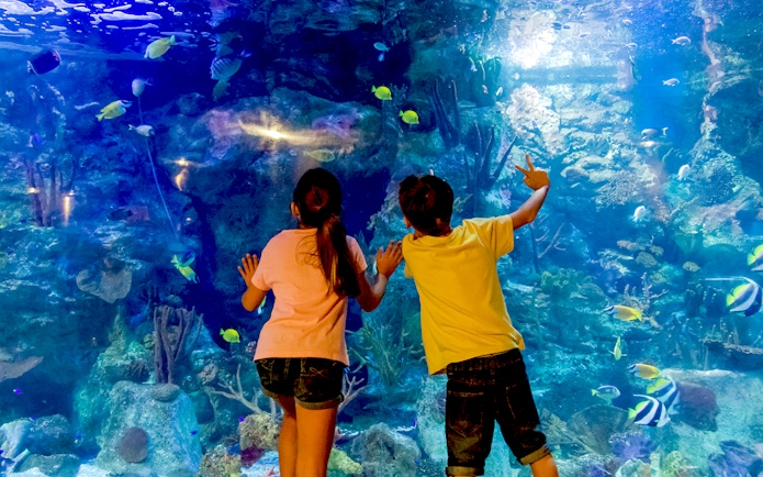 Children observing fish in an aquarium at Mundomar Marine Animal Park.