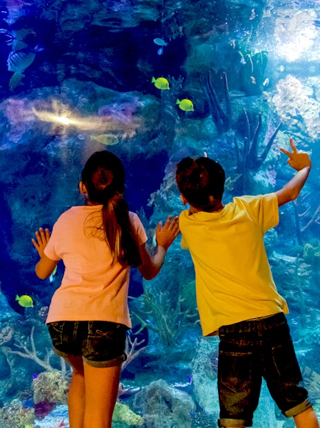 Children observing fish in an aquarium at Mundomar Marine Animal Park.