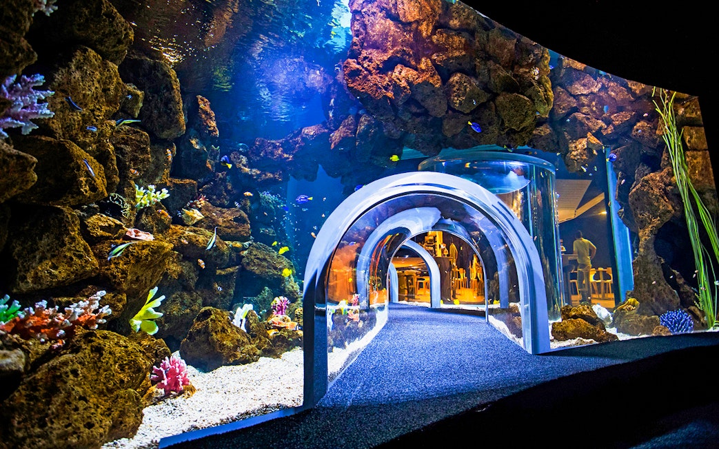 Underwater tunnel at Poema del Mar Aquarium with colorful fish and coral.