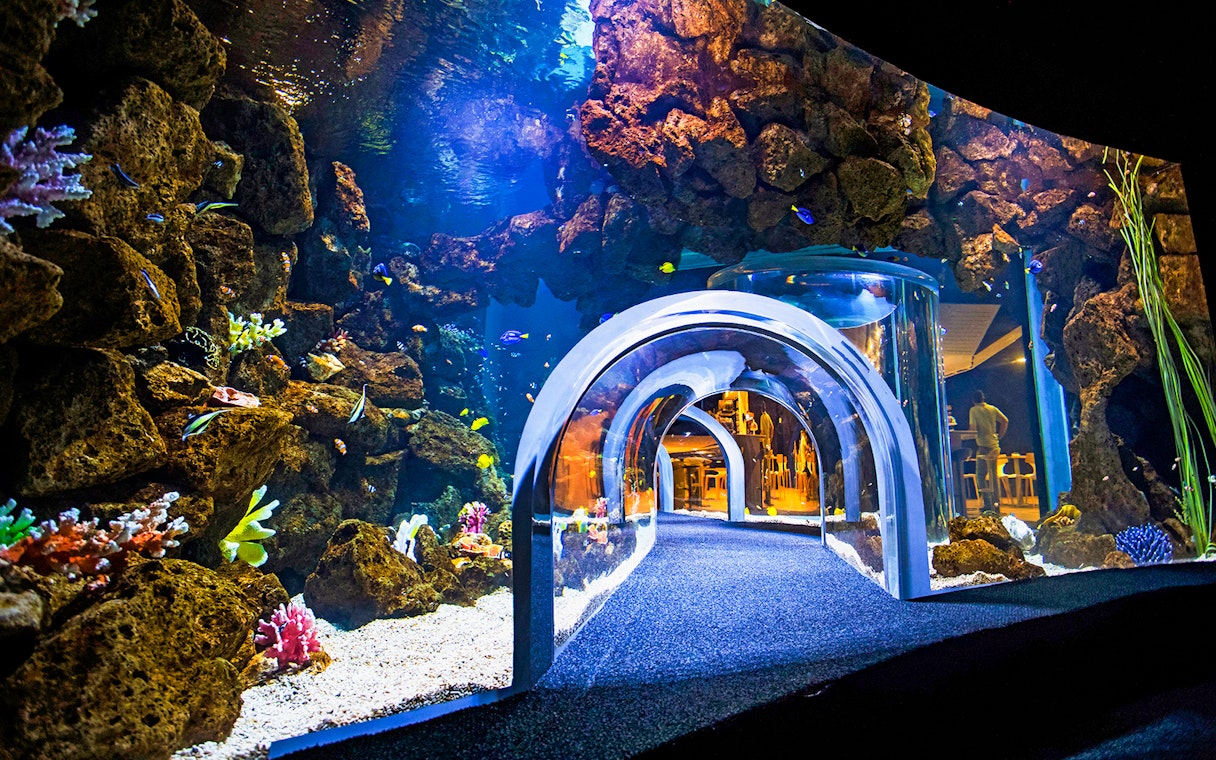 Underwater tunnel at Poema del Mar Aquarium with colorful fish and coral.