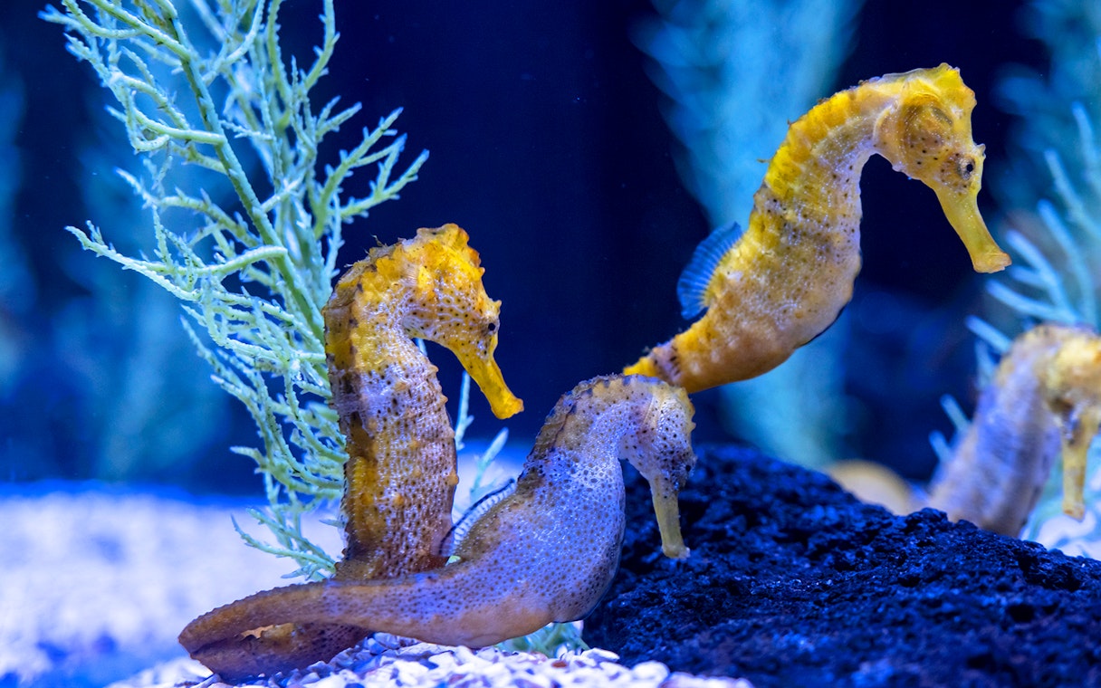 Seahorses swimming near seaweed at Poema del Mar Aquarium.