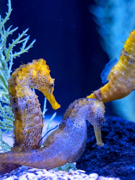 Seahorses swimming near seaweed at Poema del Mar Aquarium.