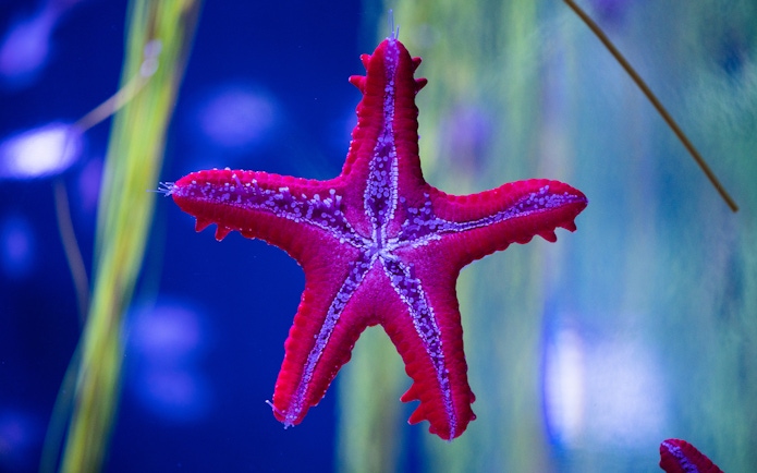 Red starfish at Poema del Mar Aquarium, Gran Canaria.