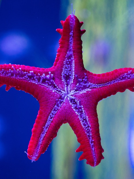Red starfish at Poema del Mar Aquarium, Gran Canaria.