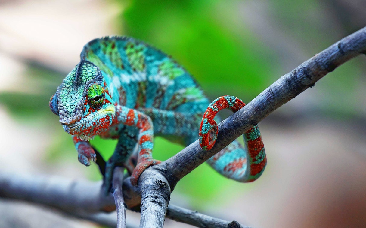Chameleon on branch at Poema del Mar Aquarium, Las Palmas.