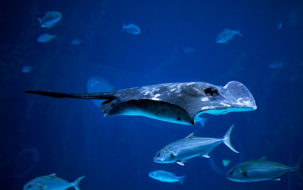 Stingray swimming with fish at Poema del Mar Aquarium, Gran Canaria.