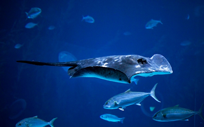 Stingray swimming with fish at Poema del Mar Aquarium, Gran Canaria.