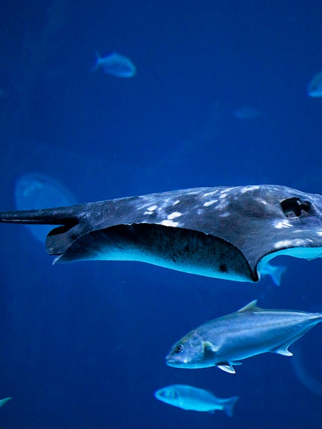 Stingray swimming with fish at Poema del Mar Aquarium, Gran Canaria.