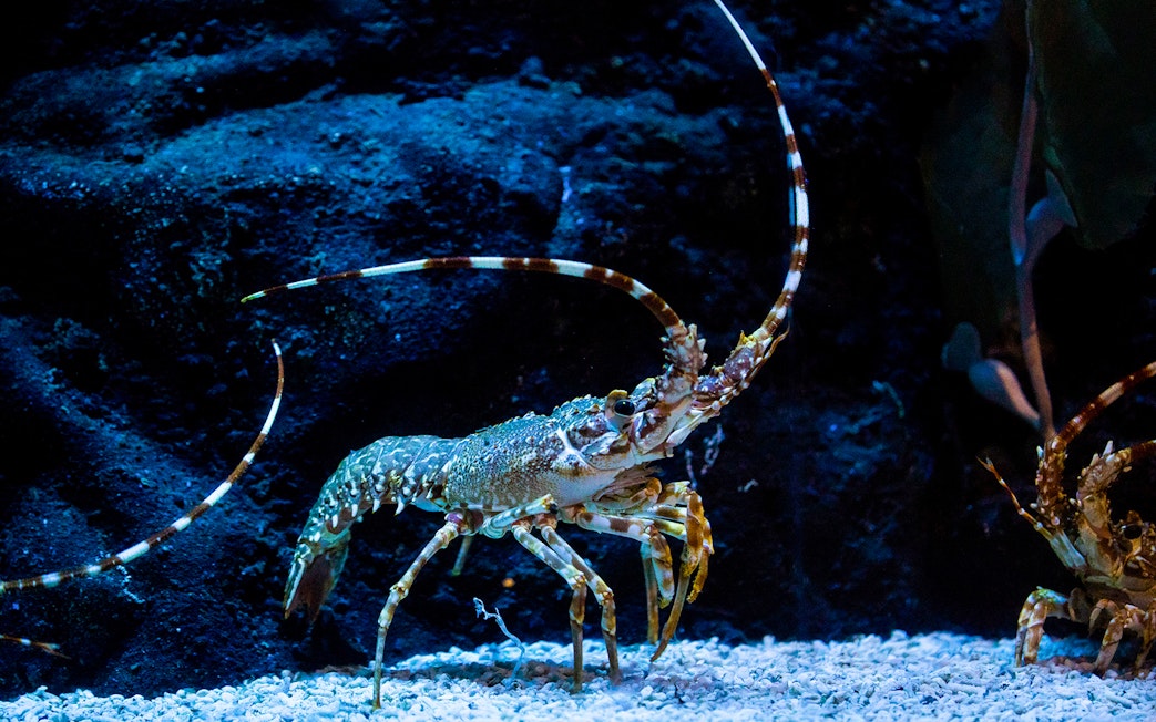 Lobster in a tank at Poema del Mar Aquarium, Las Palmas.