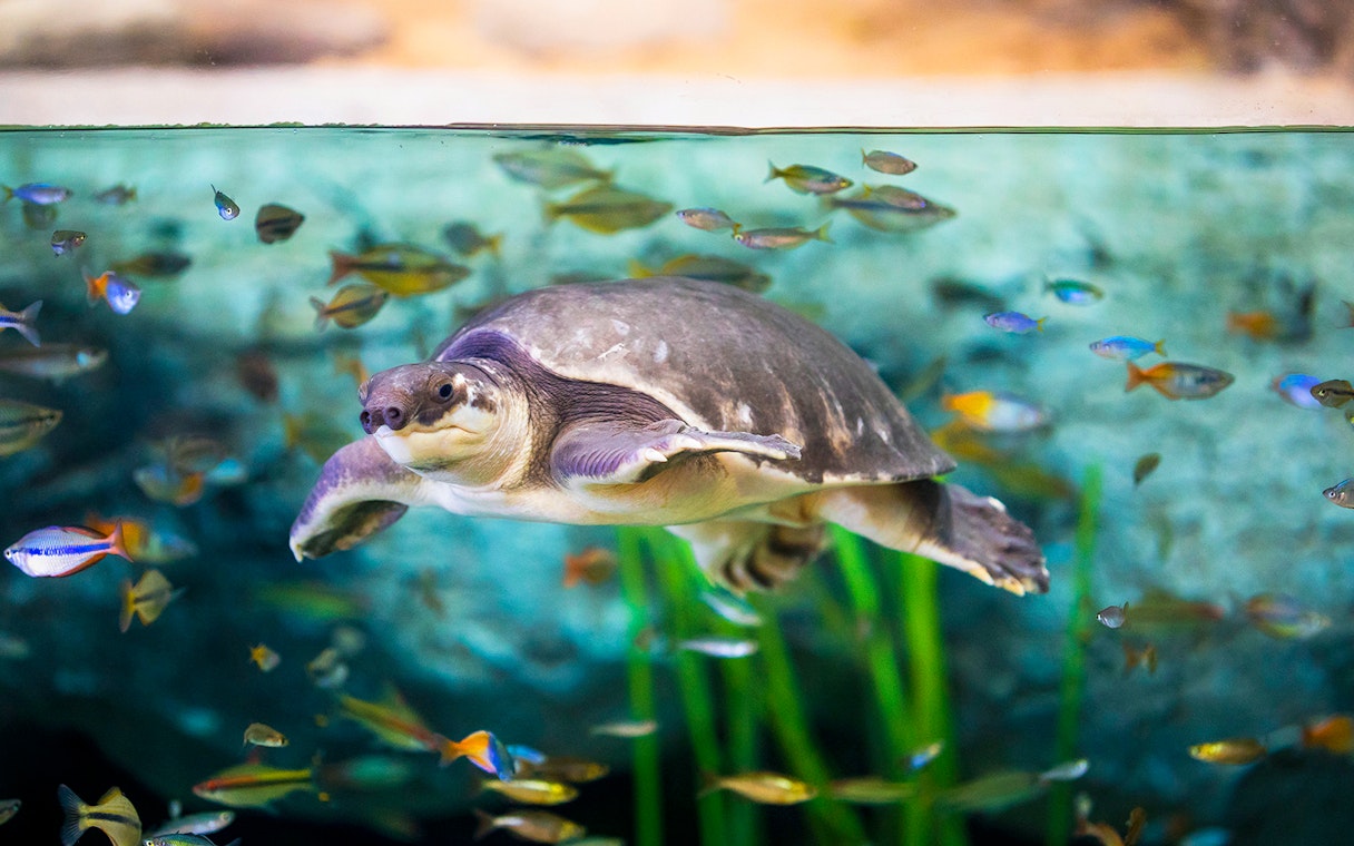 Turtle swimming among fish at Poema del Mar Aquarium.