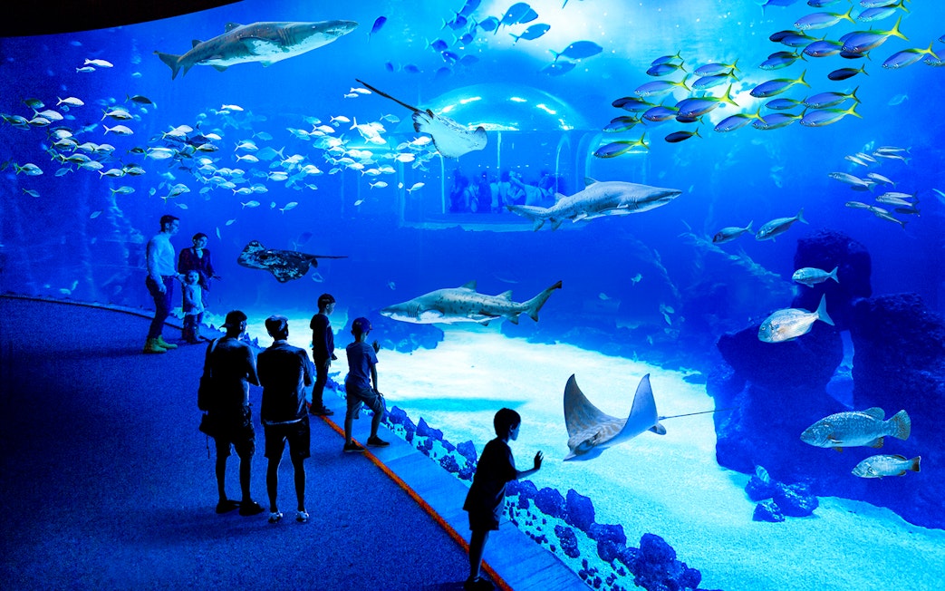 Visitors observing marine life at Poema del Mar Aquarium, featuring sharks and rays.