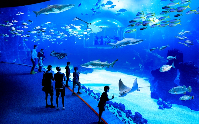 Visitors observing marine life at Poema del Mar Aquarium, featuring sharks and rays.