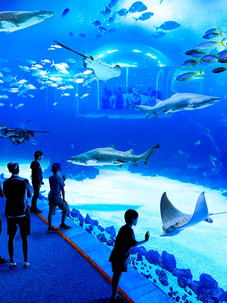 Visitors observing marine life at Poema del Mar Aquarium, featuring sharks and rays.