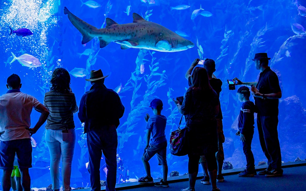 Visitors observing a large shark at Poema del Mar Aquarium.