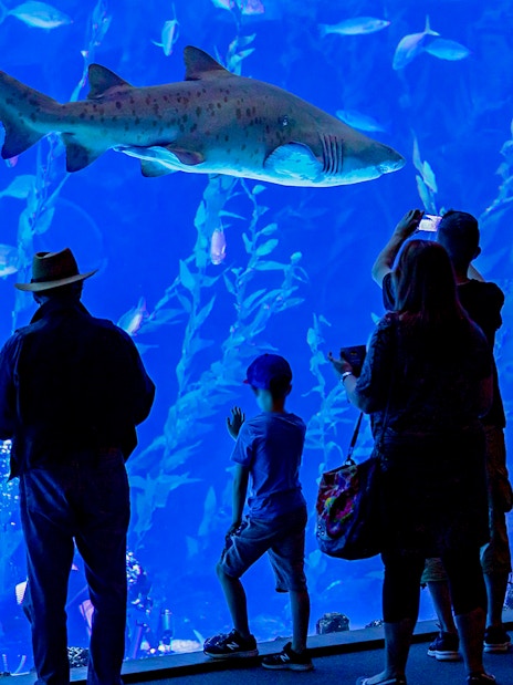 Visitors observing a large shark at Poema del Mar Aquarium.
