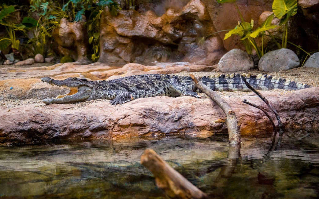 Crocodile resting by water at Poema del Mar Aquarium, Las Palmas.