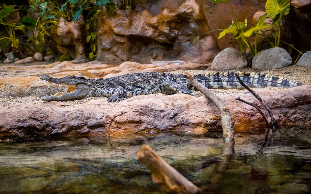 Crocodile resting by water at Poema del Mar Aquarium, Las Palmas.