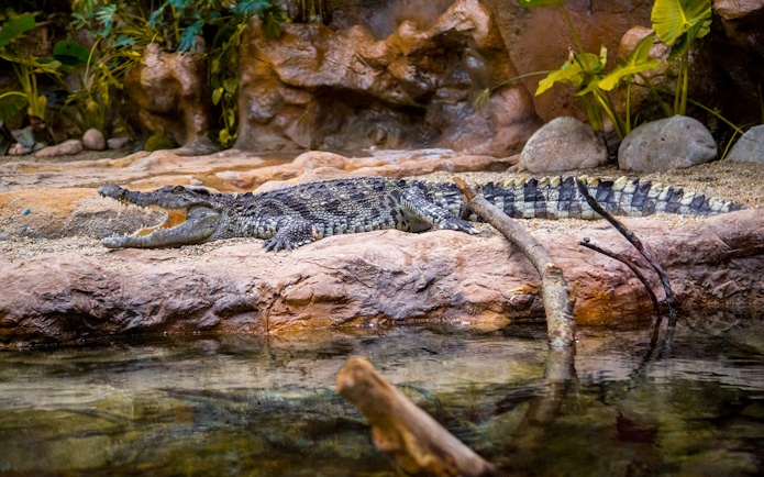 Crocodile resting by water at Poema del Mar Aquarium, Las Palmas.