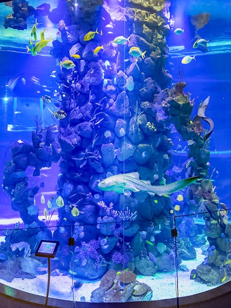 Large cylindrical aquarium with diverse fish and coral at Poema del Mar Aquarium.