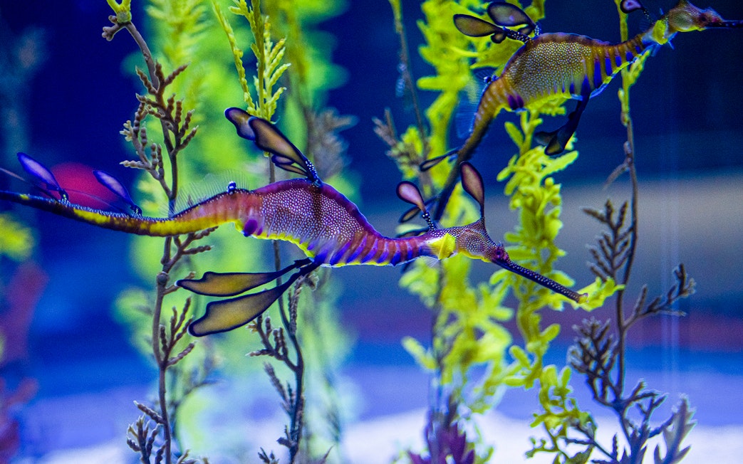 Colorful sea dragons swimming among seaweed at Poema del Mar Aquarium.