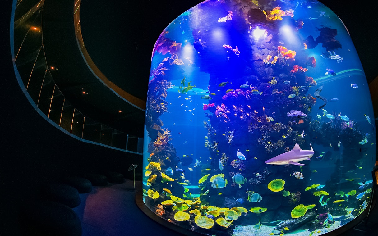 Colorful marine life in a large tank at Poema del Mar Aquarium, featuring diverse fish and coral.