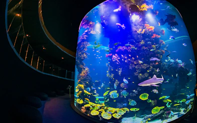 Colorful marine life in a large tank at Poema del Mar Aquarium, featuring diverse fish and coral.