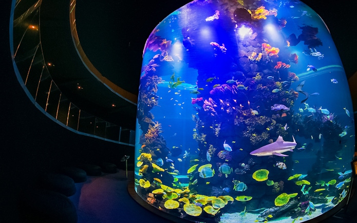 Colorful marine life in a large tank at Poema del Mar Aquarium, featuring diverse fish and coral.