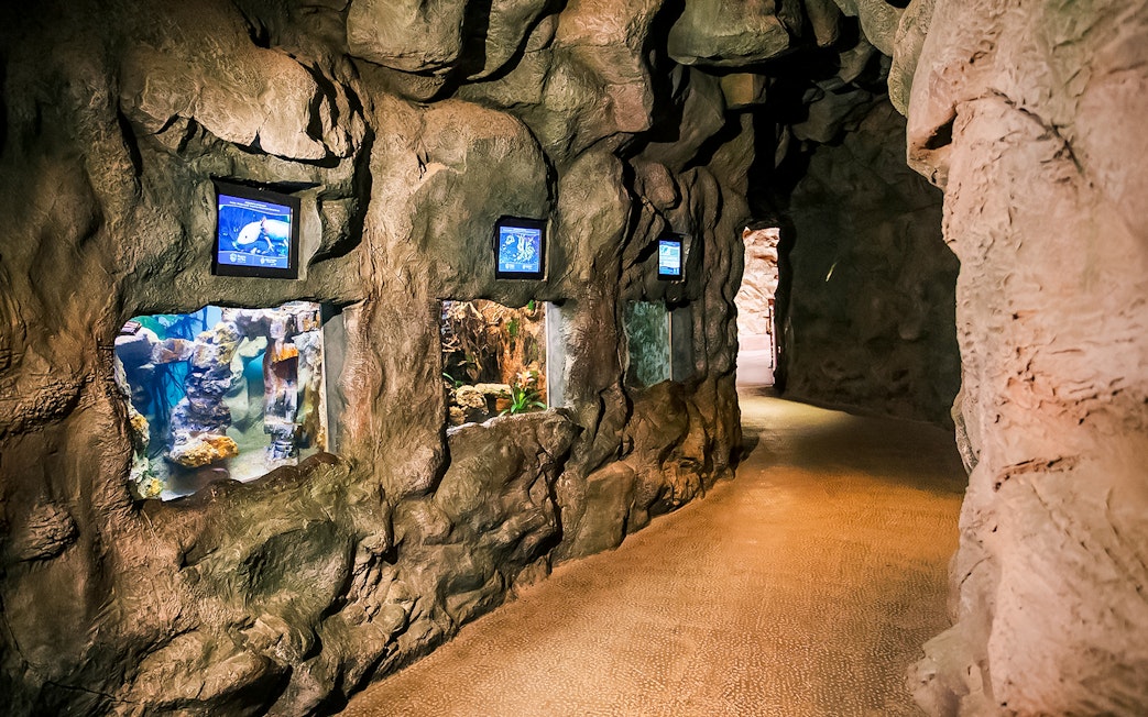 Aquarium tunnel with rock walls and fish tanks at Poema del Mar.