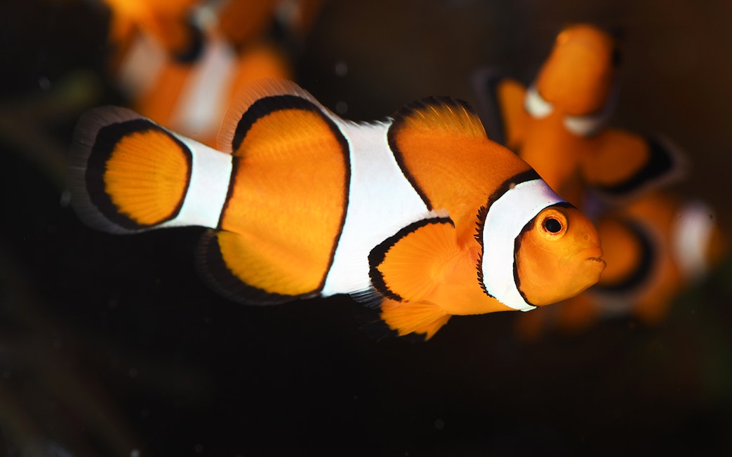 Clownfish swimming at Poema del Mar Aquarium, Gran Canaria.