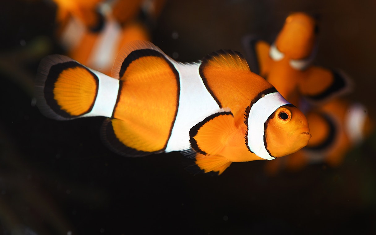 Clownfish swimming at Poema del Mar Aquarium, Gran Canaria.