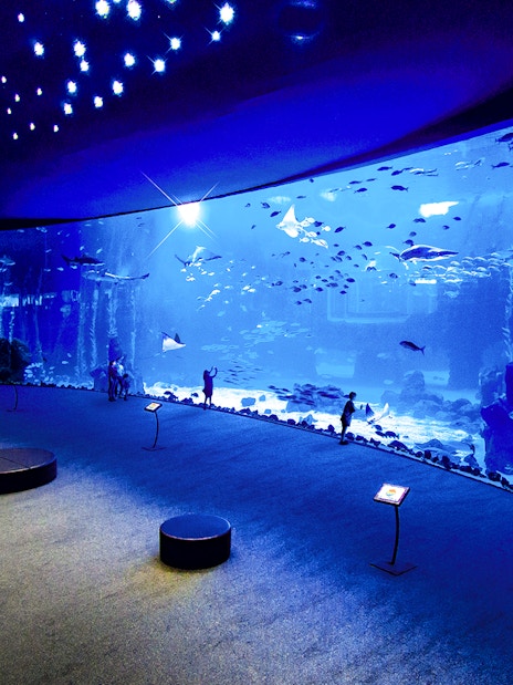Visitors viewing marine life at Poema del Mar Aquarium, large tank with diverse fish.