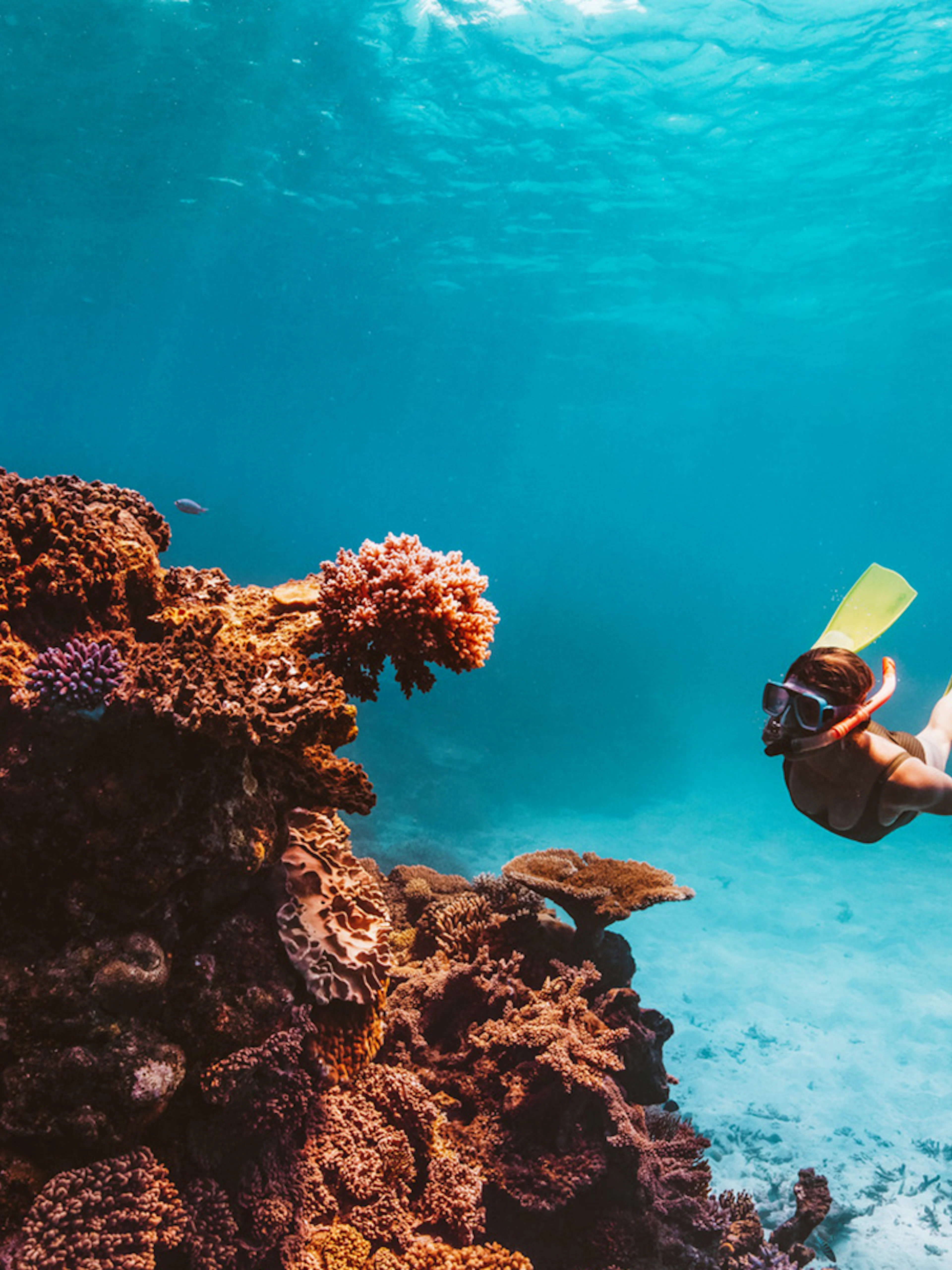 Snorkeler exploring vibrant coral reef in Great Barrier Reef, Cairns.