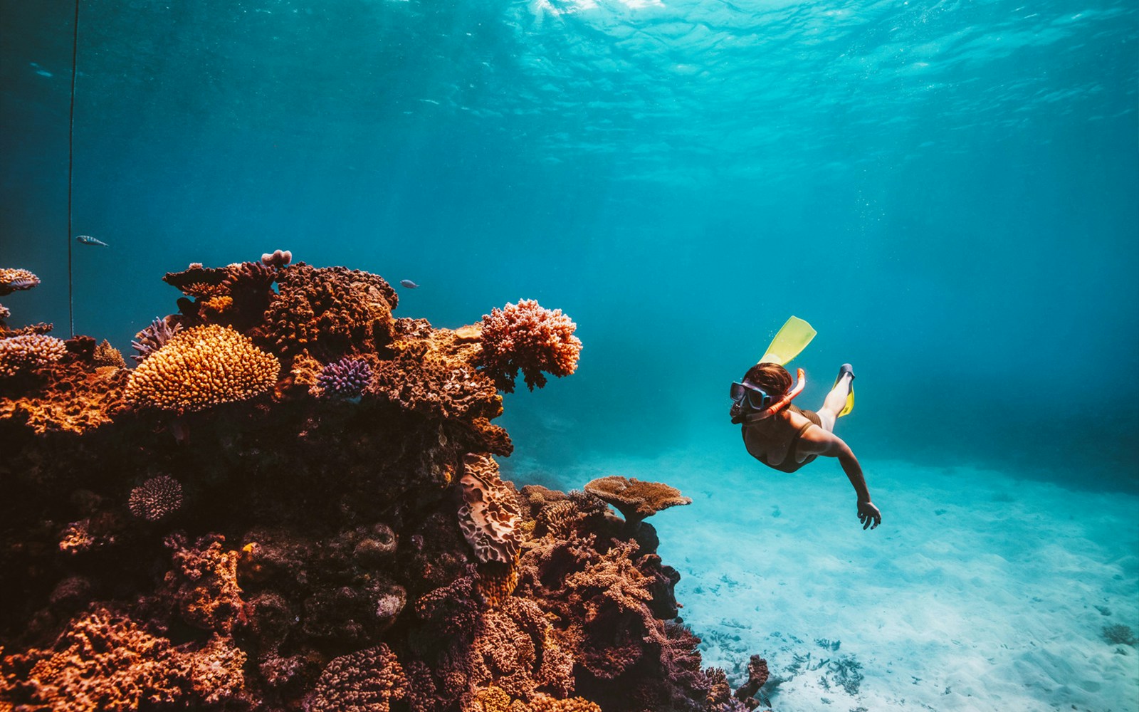 Snorkeler exploring vibrant coral reef in Great Barrier Reef, Cairns.