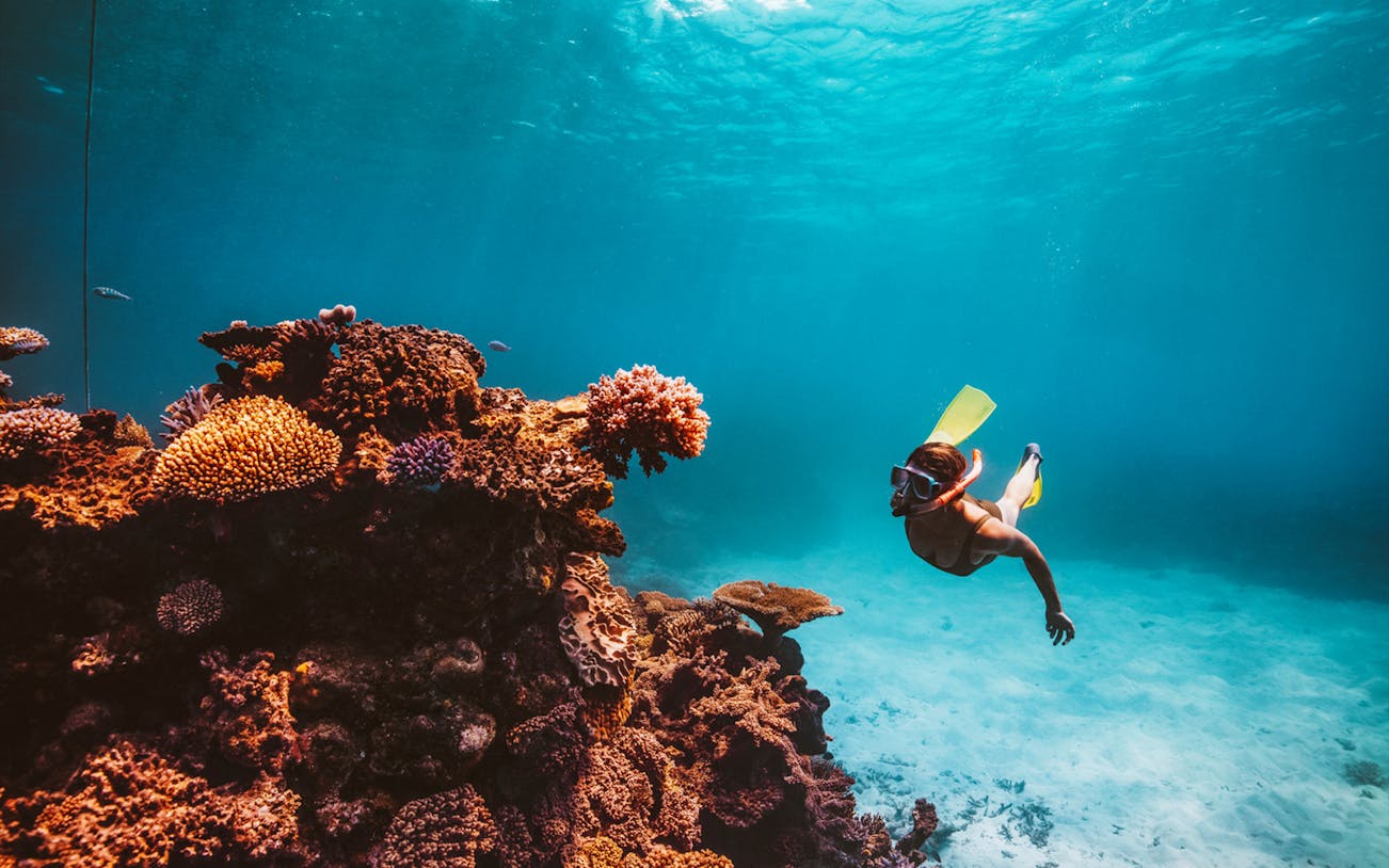 Snorkeler exploring vibrant coral reef in Great Barrier Reef, Cairns.