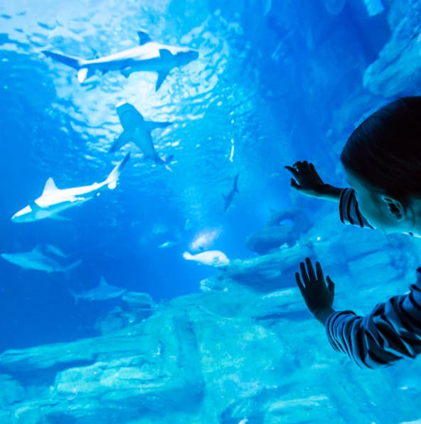 Marvel at underwater wonders at Aquarium de Paris